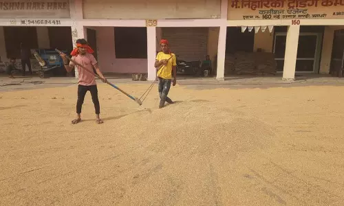 Yamunanagar अनाज मंडियों में 8,412 मीट्रिक टन गेहूं की आवक