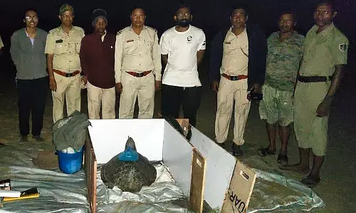 Odisha: दो ओलिव रिडली ने एक महीने में श्रीलंका तक 1,000 किमी की यात्रा की Odisha: दो ओलिव रिडली ने एक महीने में श्रीलंका तक 1,000 किमी की यात्रा की