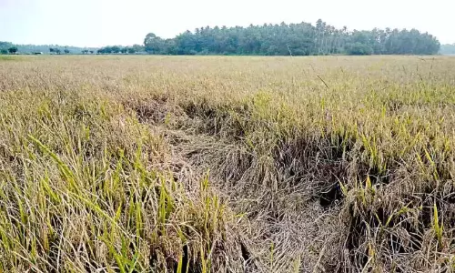 Kerala: लगातार बारिश से चावल उत्पादक किसान जाग रहे