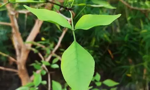मधुमेह, संक्रमण के लिए रामबाण है बेलपत्र