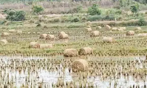 तिनका पानी में डूब गया; किसान संकट में तिनका पानी में डूब गया; किसान संकट में