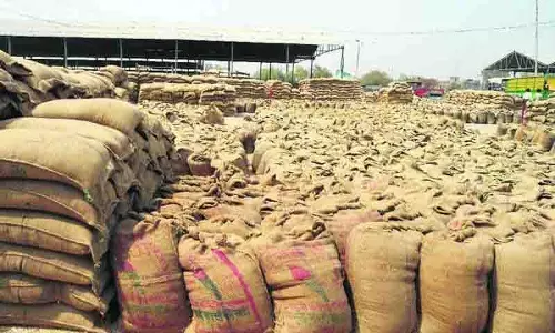 Panchkula की मंडियों में 3,073 मीट्रिक टन गेहूं की खरीद