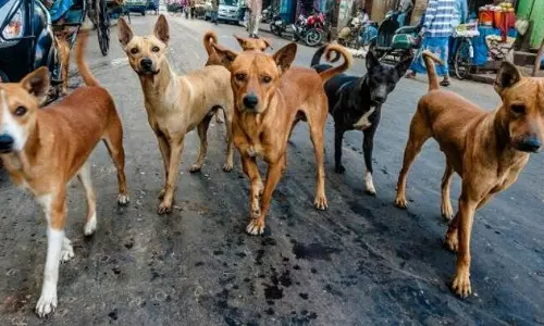 शख्स ने 13 आवारा कुत्तों के साथ किया बलात्कार, सारी हरकतें रिकॉर्ड कीं शख्स ने 13 आवारा कुत्तों के साथ किया बलात्कार, सारी हरकतें रिकॉर्ड कीं