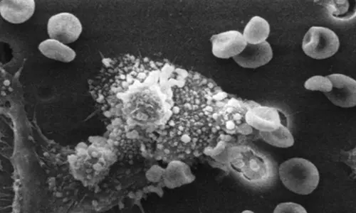 Science:शोधकर्ताओं की एक टीम ने आनुवंशिक विधि विकसित की