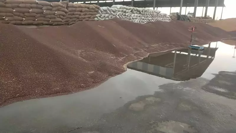Haryana : किसानों को दोहरा झटका- खेतों में गेहूं की फसल बर्बाद, मंडियों में तैर रही फसल Haryana : किसानों को दोहरा झटका- खेतों में गेहूं की फसल बर्बाद, मंडियों में तैर रही फसल