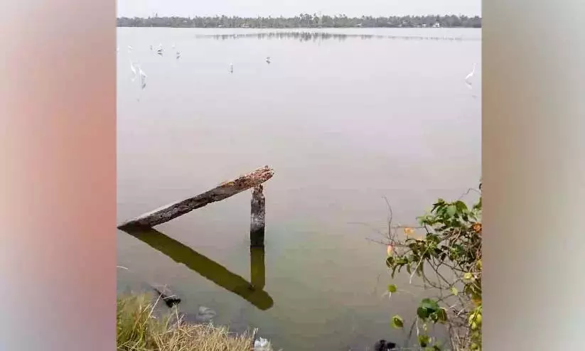 Kerala: पोक्काली के खेत पूर्ण विकसित झींगा पालन की ओर बढ़ रहे Kerala: पोक्काली के खेत पूर्ण विकसित झींगा पालन की ओर बढ़ रहे