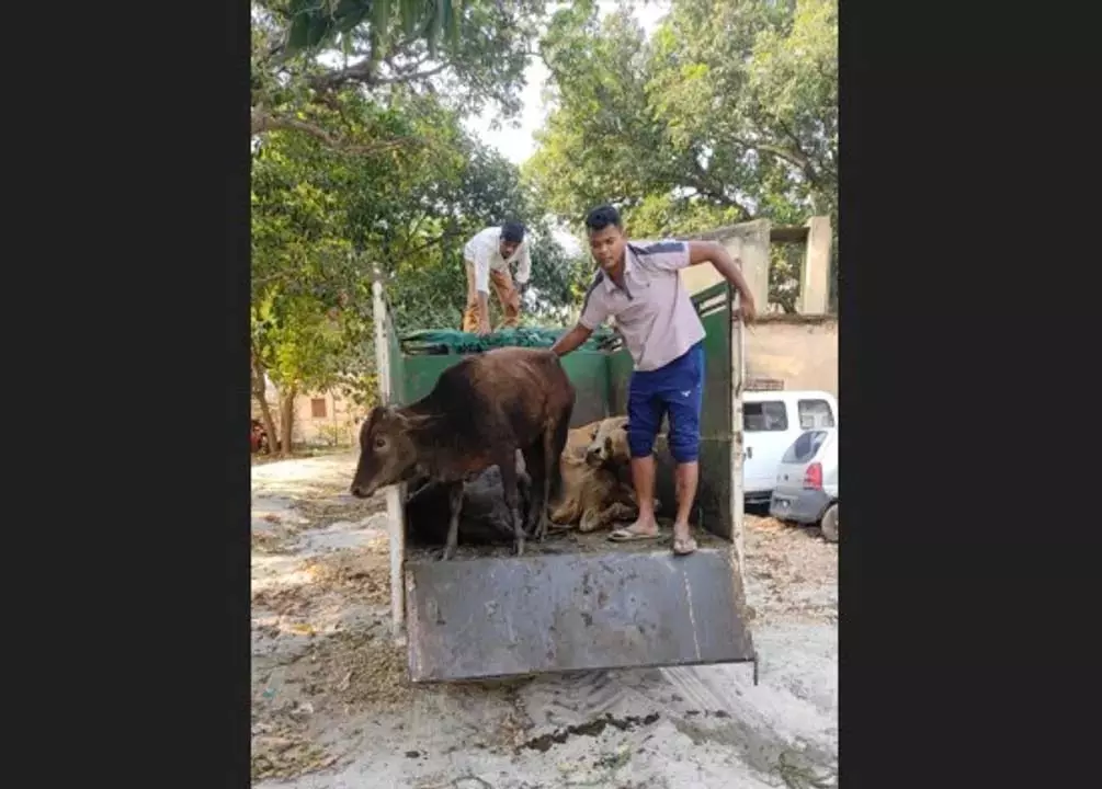 Odisha: सुंदरगढ़ में मवेशी तस्करों ने आबकारी टीम पर की गोलीबारी Odisha: सुंदरगढ़ में मवेशी तस्करों ने आबकारी टीम पर की गोलीबारी