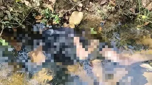बाघ ने बच्चे को जबड़ों में जकड़ लिया और घसीटकर जंगल में ले गया, नाले में मृत पाया गया बाघ ने बच्चे को जबड़ों में जकड़ लिया और घसीटकर जंगल में ले गया, नाले में मृत पाया गया