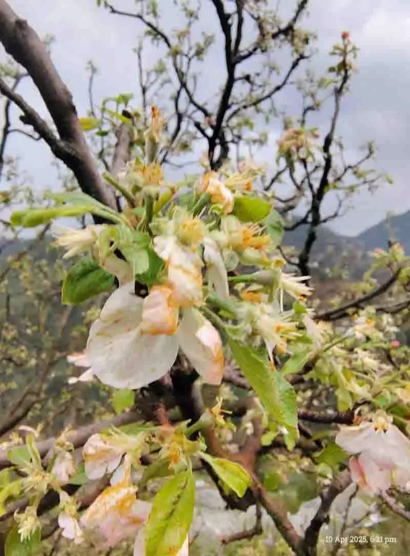 ओलावृष्टि से मंडी, Kullu में सेब के बागों और खड़ी फसलों को नुकसान ओलावृष्टि से मंडी, Kullu में सेब के बागों और खड़ी फसलों को नुकसान
