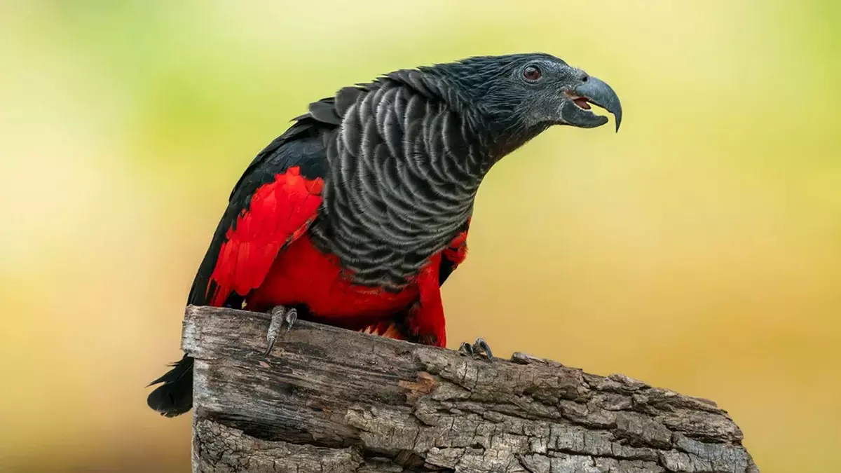 Dracula Parrot: न्यू गिनी के जंगलों में गूंजती हैं इस पक्षी की चीखें Dracula Parrot: न्यू गिनी के जंगलों में गूंजती हैं इस पक्षी की चीखें