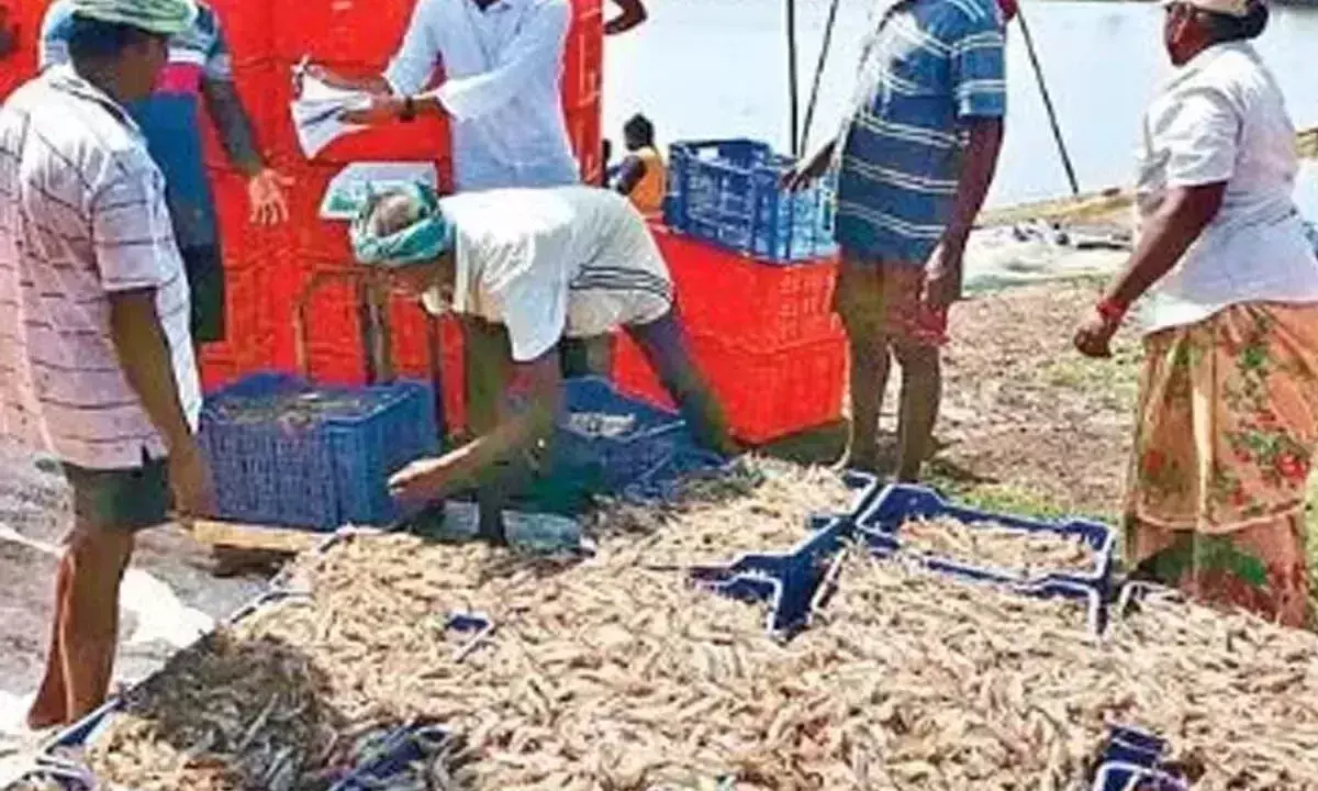 Andhra: न्यूनतम मूल्य निर्धारण से एक्वा सेक्टर को राहत Andhra: न्यूनतम मूल्य निर्धारण से एक्वा सेक्टर को राहत
