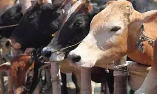 TTD गोशाला में गायों की मौत पर राजनीतिक घमासान जारी TTD गोशाला में गायों की मौत पर राजनीतिक घमासान जारी