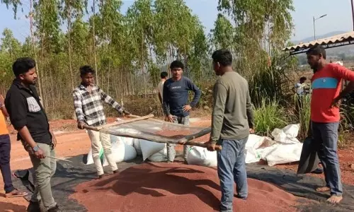 कोरापुट ने रागी खरीद में 7 साल का रिकॉर्ड तोड़ा