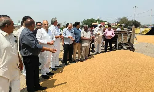 Haryana :  अनिश्चित मौसम के बीच अंबाला, कुरुक्षेत्र में गेहूं की आवक में तेजी