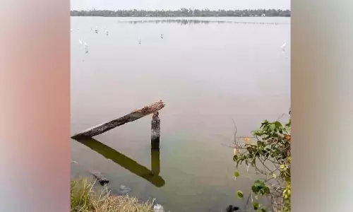 Kerala: पोक्काली के खेत पूर्ण विकसित झींगा पालन की ओर बढ़ रहे Kerala: पोक्काली के खेत पूर्ण विकसित झींगा पालन की ओर बढ़ रहे
