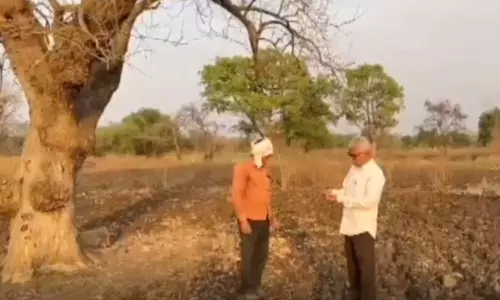 किसान, एक पेड़ और पैसा ही पैसा...रेलवे ने हाई कोर्ट के आदेश का पालन किया