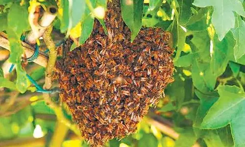 Maharashtra: पहाड़ी मंदिर में मधुमक्खियों के डंक से श्रद्धालु घायल