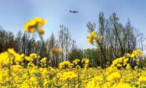 Kashmir में सरसों की पैदावार 36,000 मीट्रिक टन बढ़ी