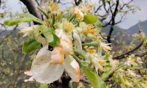 ओलावृष्टि से मंडी, Kullu में सेब के बागों और खड़ी फसलों को नुकसान ओलावृष्टि से मंडी, Kullu में सेब के बागों और खड़ी फसलों को नुकसान