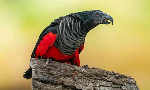 Dracula Parrot: न्यू गिनी के जंगलों में गूंजती हैं इस पक्षी की चीखें Dracula Parrot: न्यू गिनी के जंगलों में गूंजती हैं इस पक्षी की चीखें