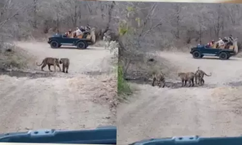 रणथंभौर सफारी: पर्यटकों ने जीप के पास आए 3 बाघ, देखें VIDEO रणथंभौर सफारी: पर्यटकों ने जीप के पास आए 3 बाघ, देखें VIDEO