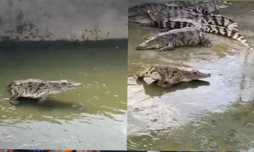बिना पूंछ वाला मगरमच्छ, इस VIDEO ने इंटरनेट पर मचाया धमाल