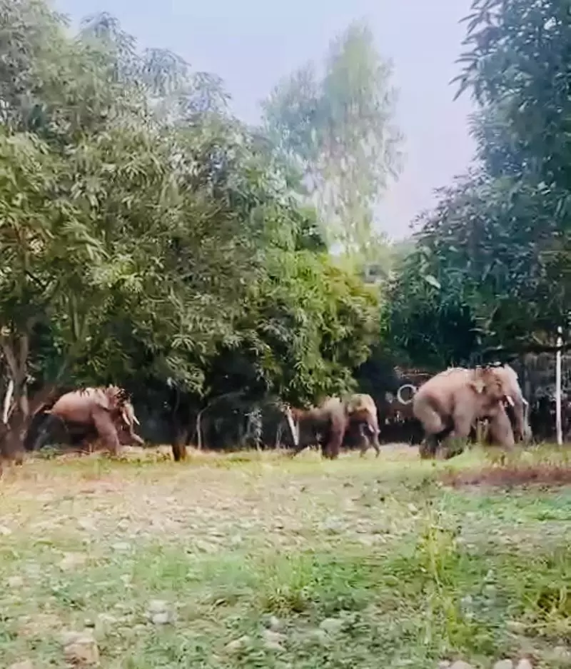 सिरमौर वन्यजीवों के लिए एक नए अभयारण्य के रूप में उभरा सिरमौर वन्यजीवों के लिए एक नए अभयारण्य के रूप में उभरा
