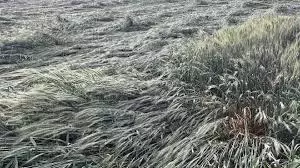 Himachal Pradesh: ओलावृष्टि से फसलों को नुकसान Himachal Pradesh: ओलावृष्टि से फसलों को नुकसान