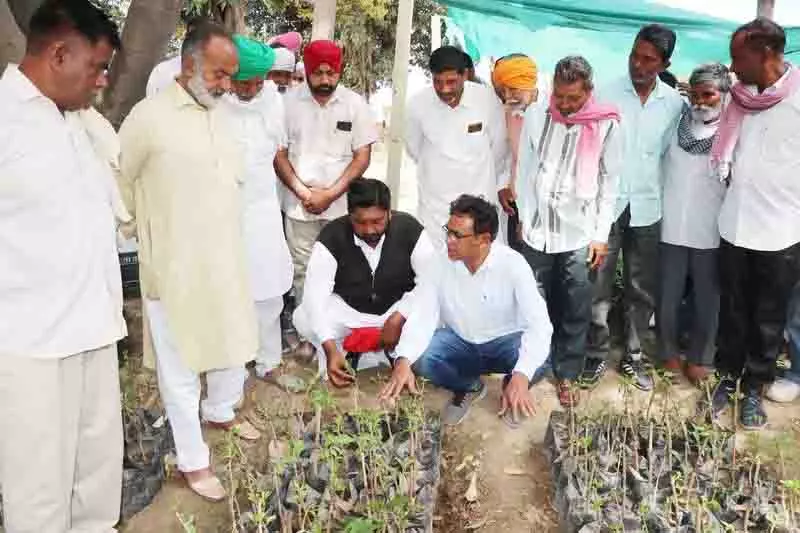 Punjab: किसानों से कम पानी की आवश्यकता वाले फल उगाने का आग्रह Punjab: किसानों से कम पानी की आवश्यकता वाले फल उगाने का आग्रह