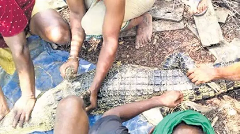 तालाब से मगरमच्छ को बचाया गया, Odisha की बाउसागड़ा नदी में छोड़ा गया तालाब से मगरमच्छ को बचाया गया, Odisha की बाउसागड़ा नदी में छोड़ा गया