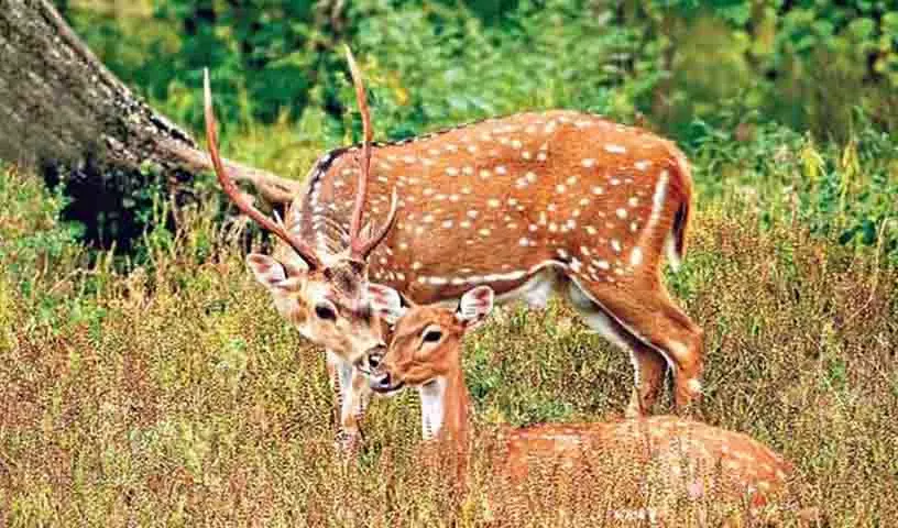Hyderabad University परिसर में एक और चित्तीदार हिरण मृत पाया गया Hyderabad University परिसर में एक और चित्तीदार हिरण मृत पाया गया