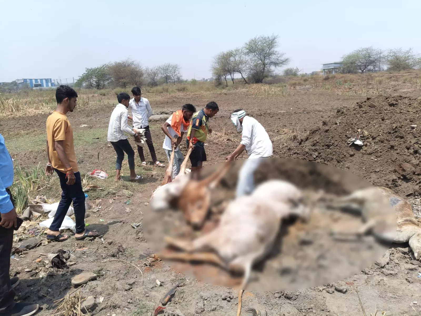 उरला में मृत मिले गायों का पोस्टमार्टम किया गया उरला में मृत मिले गायों का पोस्टमार्टम किया गया