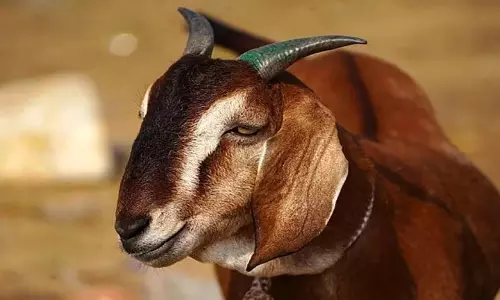 चरवाहा पर फायरिंग, बकरी ने पीपल के पत्ते खाए तो भड़का