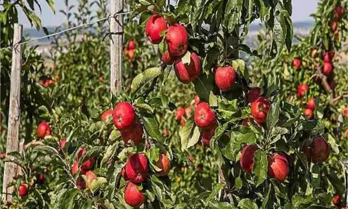 Jammu-Kashmir:  सेब के बाग में अचानक मची भगदड़