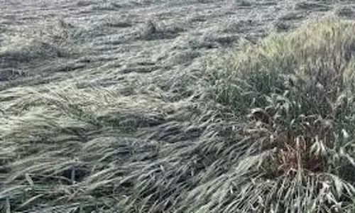 Himachal Pradesh: ओलावृष्टि से फसलों को नुकसान Himachal Pradesh: ओलावृष्टि से फसलों को नुकसान