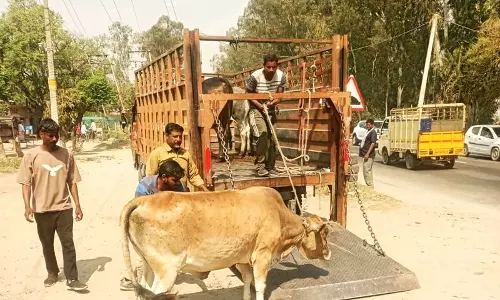 MCYJ ने 10 दिन के अभियान में 60 आवारा मवेशी पकड़े