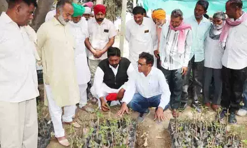 Punjab: किसानों से कम पानी की आवश्यकता वाले फल उगाने का आग्रह