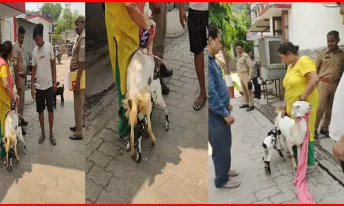 मेमना किसकी बकरी का बच्चा है? पुलिस ने विवाद सुलझाने अनोखा तरीका अपनाया, हो रही तारीफ