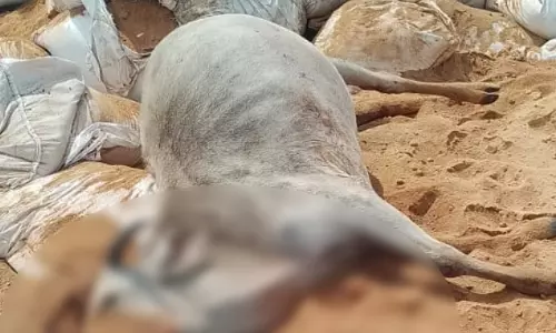 मृत मिले कई गाय, उरला इलाके में सनसनी