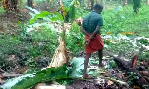 खेतों में सरपट दौड़ते जंगली हाथी; हर जगह किसानों के आंसू