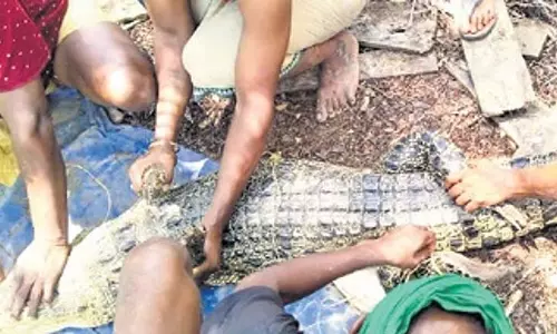 तालाब से मगरमच्छ को बचाया गया, Odisha की बाउसागड़ा नदी में छोड़ा गया