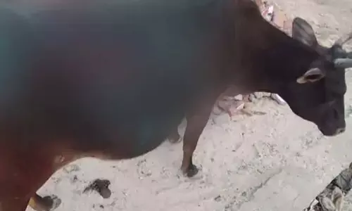गौवंश के साथ रायगढ़ में नीच हरकत, ग्रामीणों में भारी आक्रोश