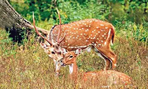 Hyderabad University परिसर में एक और चित्तीदार हिरण मृत पाया गया