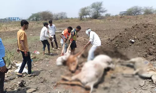 उरला में मृत मिले गायों का पोस्टमार्टम किया गया