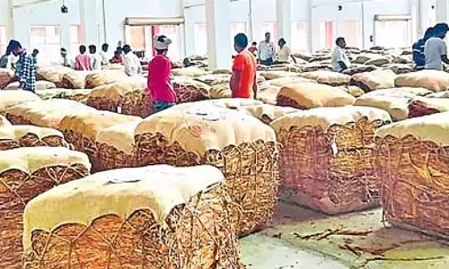 Andhra : शीत भंडारण के लिए तम्बाकू की गांठें Andhra : शीत भंडारण के लिए तम्बाकू की गांठें