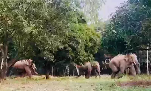 Sirmaur वन्यजीवों के लिए एक नए अभयारण्य के रूप में उभरा