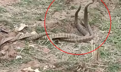 नाग-नागिन का प्रेमालाप, फोटो वायरल