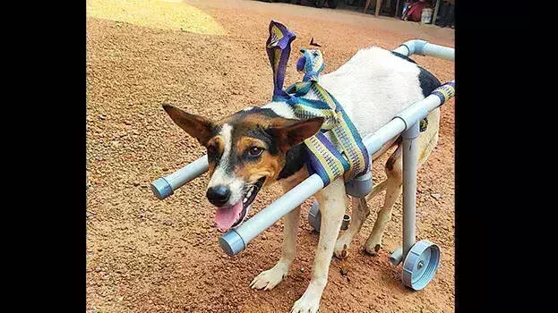 Kerala: विकलांग आवारा कुत्ते के लिए फायर फोर्स का दिल को छू लेने वाला समाधान