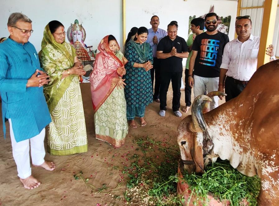 संजय प्रिया माहेश्वरी ने मनाई गोवंश को लापसी और घास खिलाकर विवाह की वर्षगांठ