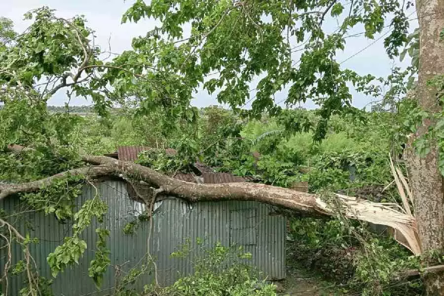 Malda-कूचबिहार में तूफान से सामान्य जनजीवन प्रभावित Malda-कूचबिहार में तूफान से सामान्य जनजीवन प्रभावित